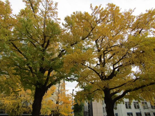 　みなとみらい線「日本大通り駅」で下車し、地上に上がると銀杏並木で知られる日本大通である。この銀杏並木を横浜スタジアムがある横浜公園まで歩いてみた。<br />　銀杏並木の黄葉の度合いはそれぞれの木々で個体差があり、黄葉がすっかり落葉し終わった木からまだ青々とした木まで見られる。また、落葉した銀杏の葉が歩道に積もっている場所も見られる。そこを女の子供たちが落ち葉を蹴散らして行く。<br />　何といっても水彩画や油絵を描いている人たちの何と多いこと。おそらくは、この日本大通の銀杏並木に植えられている銀杏の木の本数よりも多いのではないか？とさえ思われる。<br />　おそらくは、晩秋から初冬に掛けての日本大通の風物詩は、この黄葉した銀杏とそれを描くこうした人たちなのであろう。<br />（表紙写真は黄葉した日本大通の銀杏並木）