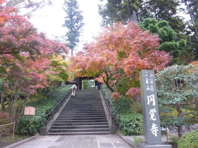 去年、小川糸さんの「つばき文具店」を読んでいつか鎌倉に行きたいと思っていました。行くなら秋の紅葉の時期に。大河ドラマも見ていませんが、それなりの歴史も学べるかなと思い、出かけました。いつものぶらり一人旅です。<br />その二日目