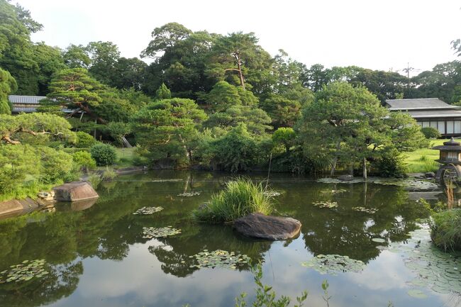 2022年6月29日-7月1日、静岡県伊豆長岡温泉に行きました♪<br />伊豆長岡温泉の三養荘、温泉やグルメ、駿河湾と富士山をたっぷりと楽しんできました♪<br /><br />☆Vol.30　7月1日：伊豆長岡温泉♪<br />伊豆長岡温泉「三養荘」の豪華な離れ客室「ドッグヴィラ」連泊中。<br />気持ちよく目覚め。<br />夏至に近いので、夜明けは早い。<br />朝食時間までに広大な日本庭園を歩こう。<br />素晴らしい日本庭園は大小の池、小川を配置している。<br />小高い山を模した高台には階段や展望台もある。<br />夜明けの日本庭園は美しく、朝靄がかかる。<br />次第に日が高くなると、夏らしい風景に。<br />セミが鳴き始める。<br />今は梅雨なのに盛夏のようで不思議。<br />夏だなと感動する。<br />ゆったりと歩いて眺めて♪