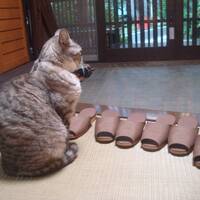 草津の中村屋旅館で、温泉三昧・猫三昧。