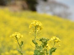 菜の花のマザー牧場