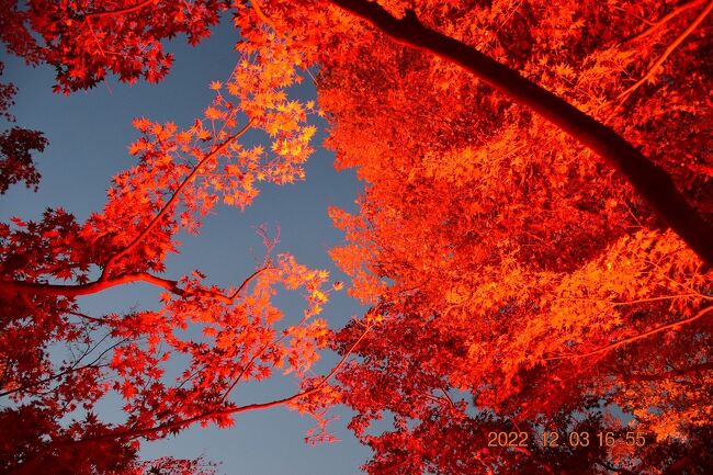 都内港区白金にある八芳園は400年以上の歴史を重ねる広大な池泉回遊式庭園があります。<br />そこで100本の紅葉を珍しい赤色LED照明が彩る紅葉ライトアップ『TOKYO RED GARDEN AUTUMN FESTIVAL 粋 2022』が開催されています。<br />都内あちこちで開催されている庭園やライトアップでの自然の紅葉の赤とは違う幻想的な赤で庭園紅葉を演出しています。<br />その幻想的赤い紅葉を昼と夜それぞれ見てみました。<br /><br />八芳園 <br />『TOKYO RED GARDEN AUTUMN FESTIVAL 粋 2022』<br />開催期間：2022年11月18日(金)～12月11日(日)<br />https://happo-en.com/event/autumn_festival2022/