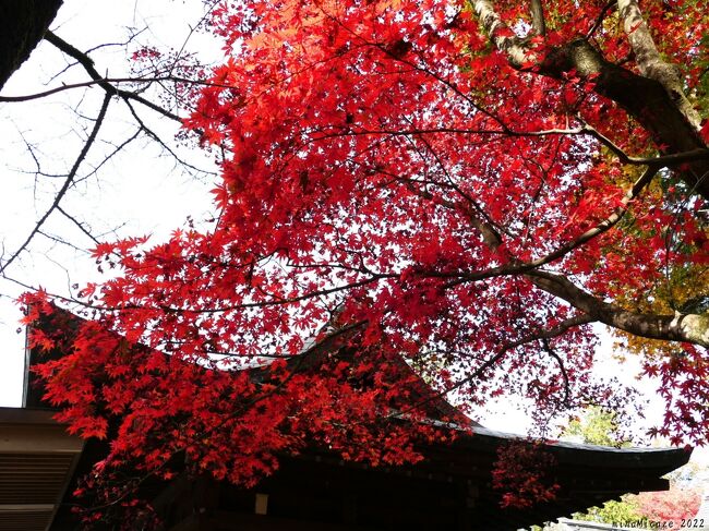 佐野市の「唐沢山」へ再訪し、紅葉を見てきました。前回（11月22日）は、まだ色付き初めで見頃初期でしたが、10日後のこの日には、すでに枯れ始めていて、散り進んでいました。