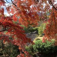 秋を満喫：箱根美術館の紅葉～強羅公園の薔薇～仙石原のススキ