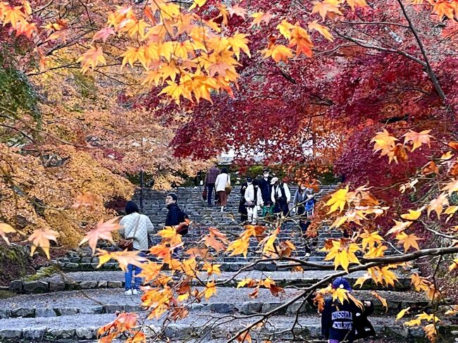 大阪に出張したので、③嵯峨の清凉寺と二尊院で紅葉を楽しみました