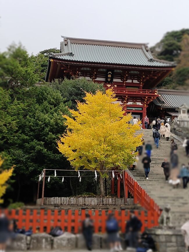 毎週朝土曜日に聞いているラジオから、鎌倉八幡宮の紅葉が見頃だという情報を聴いて、短期バイトが終わった翌日、12月1日に鎌倉へ行ってきました。<br />今年3月に大河ドラマ館へ入館した際貰った特典を利用して｢鎌倉国宝館」と｢鎌倉文化交流館」も観てきました。<br />天気が冴えずでしたが、行ってみたかった紅葉時期の鎌倉に行くことが出来ました。