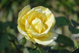 2022秋、鶴舞公園のバラ(1/1)：ベルサイユのバラ、王妃アントワネット、オスカル