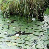 夏の伊豆長岡温泉旅♪　Vol.51 ☆伊豆長岡温泉「三養荘」：朝の美しい日本庭園　優雅な散歩♪