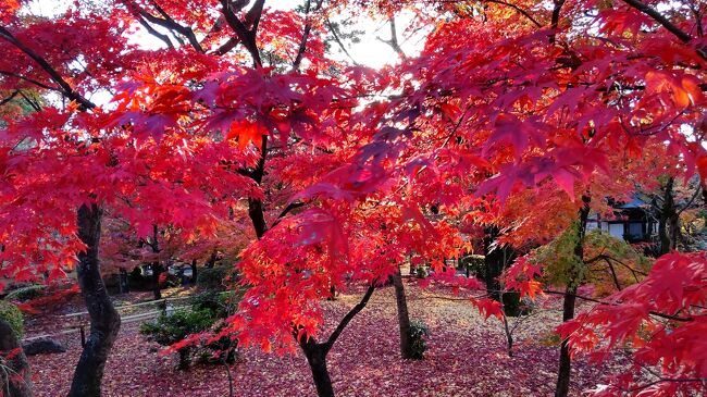 紅葉をみたいので京都に行ってきました。<br />紅葉はキレイでしたが、人が多いのなは驚き。<br />清水寺に行くバスは、何台か、みおくらないとダメ。時間に余裕を持って回らないとダメです。<br />紅葉では、東福寺と永観堂が、よかったです。<br />もう紅葉が終わりかけてました。<br />清水寺もよかったですが、人が多いので、避けてもいかも。<br />コロナで外国の方もいなかったてすが、多かったです。混雑しているので、朝とか、工夫して見学して欲しいものですね。