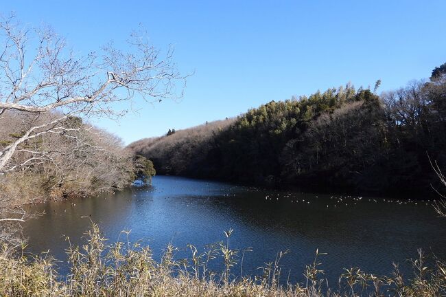　茨城県水郷県民の森の大膳池でバードウォッチングを楽しみました。<br /><br />表紙写真は、大膳池の風景です。<br />