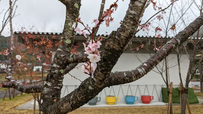 全国旅行支援を利用した長崎4泊5日。<br />余裕と思っていた日程も、我が家の必須 100名城スタンプ2箇所、絶対に外せない池島炭鉱など色々組み込むとぎっちぎち。長崎見どころ多し。<br />11月は日も短いのよねぇ。<br /><br />最初の訪問地は島原。名物「具雑煮」を食したあと、島原城で1つ目の100名城スタンプをゲット。曇天でも可愛いフルーツバス停を巡り、お隣 佐賀県の大魚神社 海中鳥居。今夜のお宿がある焼きモノの街、波佐見へとやってきました。<br /><br />明日は祝日。佐世保で土日祝だけ出航する「軍港クルーズ」があるけど天気予報が13時頃まで雨。観光協会に問い合わせたところ、前日の23時59分まで申込みが可能とのこと。ぎりぎりまで迷ったけど、やっぱり晴れてないとなぁと思い、予定変更。波佐見焼のショップを見た後は平戸に行くことに。<br />