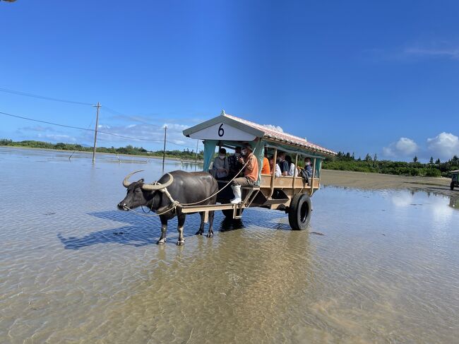 2日目はこの旅のハイライト、水牛車に乗ります！3回も乗れます！水牛車以外はあまり把握せずに行きましたが、水牛たちの池でくつろぐ姿や、沖縄の日本最大級の蝶、オオゴマダラや仲間川のマングローブなど感動の一日でした。<br /><br />12/3（土）JL903　7:30羽田発　10:30那覇着　NU607　11:05那覇発　12:05石垣着　石垣島鍾乳洞　<br />12/4（日）竹富島・古民家集落　由布島・亜熱帯植物園　西表島・仲間川遊覧　　<br />12/5（月）川平湾・グラスボート遊覧　NH092　15:40石垣発　18:10羽田着