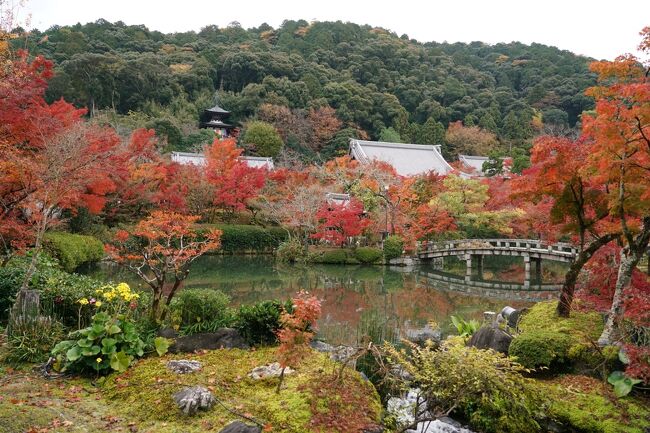 　旅行記は初めてですが、京都には特に紅葉時期が好きで2013年までは5年連続で旅行していました。<br /><br />　今回の旅のきっかけは、ANAスカイコイン が3月で失効するので今回一時帰国の機会に使わなくては！というケチな発想から。。<br />　四国とかも考えましたが、紅葉時期なので行先は京都に決定。でも無料航空券使うために宿泊費用を使うのは良いのか、どうせ泊まるなら温泉旅館が良いけど高い、と色々迷っていたら、そういえばMarriott Bonvoyの無料宿泊権利も年内に失効。　　ということでちょっと離れるけど温泉も有り無料宿泊も使える琵琶湖マリオットにたどり着きます。<br /><br />天気が曇りでとっても残念でしたが、久しぶりの京都の紅葉と琵琶湖温泉を楽しみました。<br /><br />飛行機：　ANA  羽田 -&gt; 関西空港<br />宿泊：　　琵琶湖マリオットホテル　(温泉ルーム)<br />観光場所：京都　永観堂、高台寺、清水寺近辺