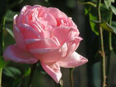 2022秋、東山動植物園のバラ(3/6)：ゴールデン・ボーダー、スカーレット・メイティランド