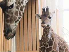 紅葉の晩秋の埼玉こども動物自然公園（後編）クオッカ４頭やカピバラ人参温泉～動くようになっていた子キリン～さよならコツメカワウソのビジュ他