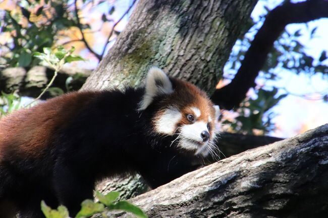 月一には訪れるようにしている我が地元の埼玉こども動物自然公園（略して「埼玉ズー」）。<br />2022年11月は当初は、ちょうど第４土曜日くらいを予定していました。であればZooミーティングも参加できると楽しみにしていました。<br />それから、紅葉の埼玉ズーも、今年はこの週末がラストチャンスだろうと。<br />それから、10月生まれの子牛の男の子たちに会えるのも、私にとってはこの週末がラストチャンスだろうと。<br /><br />ところが、天気予報は、土曜日は雨、日曜日は行楽日和。<br />月イチの頻度で再訪できるなら、雨の動物園の楽しみ方も十分あります。<br />でも、今年の紅葉がいくら色付きが良くても、曇天や雨天下で見るのでは、魅力はどうしても半減以下になります。<br />なにより今回は、子牛の男の子たちが屋外の放飼場で過ごす様子をぜひ見たかったのですが、雨だと牛たちが風邪をひくといけないので、放飼場に出さない可能性が大きいです。<br />なので、いつも通り、埼玉ズー再訪は日曜日となりました。<br /><br />おかげで、明るい日差しのもとできらきら輝く紅葉が愛でられたし、可能なら紅葉と動物のあり写真ねらえました。<br />子牛の男の子たちも、放飼場で過ごすところが見られました。<br />牛たちは、牛舎だと、仕切られた個室にいますが、放飼場なら、グループ分けされて、一緒に過ごしています。<br />生後２ヶ月ほどの子牛たちは、甘えん坊です。お互いぴったりくっついて過ごしているところも可愛いし、放飼場の方がいろんな行動が見られます。<br />それから、いまやお姉さん牛になったブラウンスイス種のベルちゃんと先輩牛たちの関係性が一歩前進した様子も伺えました。<br /><br />今月なかなか埼玉ズー再訪予定を入れられなかったのは、秋以降涼しく、あるいは寒くなった頃こそ、寒さの方が強いレッサーパンダの見頃の季節到来だし、以前より数は少ないけどレッサーパンダの赤ちゃんがデビューし始めるので、レッサーパンダ遠征のしがいがある季節になったせいです。<br />遠征するとなると、いろんな意味でレッサーパンダが見やすい動物園を選びがちです。<br />飼育頭数や誰がいるかの個体状況以外に、展示場の様子展示の仕方から予測される見やすさや写真の撮りやすさ、リンゴの差し入れや飼育員さんのガイドの有無、レッサーパンダそして混雑予想なども重視します。<br />そうして久しぶりに埼玉ズーにやってくると、見やすさでは抜群なのですが───特にレッサーパンダの木登りの上手さを披露できる高い２本のクスノキがある屋外展示場は、自慢できるでしょう。<br />ただし、埼玉ズーは、すなわち動物たちにとっての目隠しを存分に取る方針なので、死角は多く、写真は撮りにくいです。<br />いやはや、写真が撮りやすい動物園で、なるべく混雑を避けた遠征先では，じゃかすかシャッターを切ってこれた後では、埼玉ズーでレッサーパンダの撮影の難しかったこと！<br />それに、この季節には、ぜひねらいたくなる紅葉パンダは、背景を金色にする、それらしい、でもいまの季節しかねらえない写真は、全く撮れないとはいわないけど、そのチャンスがものすごく少ないので、超難関です。<br />とはいえ、馴染みのお気に入りちゃんたちとの久しぶりの再会と、元気良く過ごしている姿が見られたことこそ、定期的に再訪する意義でもあります。<br />これも雨天だと、元気良く木登りしているレッサーパンダの姿は、小雨なら全く見られないこともないですが、可能性は低かったでしょう。<br /><br />埼玉ズーではレッサーパンダの撮影は厳しくても、再訪を重ねれば重ねるほど馴染みのある子は増え、表敬訪問しておきたいお気に入りの動物や個体が増えます。<br />天気が良い日曜日の方に再訪して良かったのは東園が特にそうでした。<br />ひそかに期待していたコアラのピリーくんの屋外展示はありませんでしたが、天気が良かったので、男子コアラ室の窓は、途中から全開となり、前回は起きている姿はほとんど見られなかったピリーくんはしっかり見られました。<br />男子コアラ室は、窓が閉まっていると、ガラスへの映り込みがきついため、撮影どころか、肉眼で見るのも厳しくなるため、ピリーくんら男子コアラたちは、これで春まで見納めとなるでしょう。<br />それから、フタユビナマケモノのノンちゃんが、ちょうど部屋から外に散歩に出るところに居合わせることができました。<br />フタユビナマケモノも寒いのは苦手なので、いくらノンちゃんが外に出るのが好きとはいえ、これからの季節は屋外に散歩に出ることはほとんどないでしょう。<br /><br />今回の再訪では、埼玉ズーで会えるのはこれで最後になってしまうのでぜひ会っておきたい子が他にもいましたが、その子に会えたのは午後遅めの時間になってしまったので、それは後編の旅行記にまとめます。<br />この前編の旅行記は、北園のレッサーパンダや子牛たちに会ったあと、東園に移動し、土日祝は13時までのクオッカのあったところまでとしました。<br /><br />＜まだ紅葉見頃でお別れが近い子たちに会いたくて再訪した埼玉こども動物自然公園なので晴天の日の旅行記のシリーズ構成＞<br />■（前編）リュウは活発で紅葉レッサーパンダならず～お外デビューした10月生まれの子牛たち～まったりコアラまで<br />□（後編）クオッカ４頭やカピバラ人参温泉～動くようになっていた子キリン～さよならコツメカワウソのビジュ他<br /><br />埼玉こども動物自然公園の公式サイト<br />http://www.parks.or.jp/sczoo/<br /><br />＜タイムメモ＞<br />08:55　車で家を出る<br />09:20　駐車場入りで混雑<br />09:30　第１駐車場に到着<br />09:35　年パスで埼玉こども動物自然公園に入園（開園09:30）<br />09:40　キリン売店でカレンダー購入★<br />09:45-10:00　乳牛コーナー★<br />（10/15と10/19生まれのオスの子牛たち）<br />（ペコ・モネ・ベル）<br />10:00-10:05　マヌルネコのロータス★<br />（マヌルロックで）<br />10:05-10:40　レッサーパンダ★<br />（主に屋外のリュウは木登り）<br />（室内のリンはガラスの内側に結露あり）<br />（第２屋外セイはガラスの映り込みでほとんど見えず）<br />10:40-11:00　乳牛コーナー★<br />11:00-11:15　レッサーパンダ★<br />（リュウの動きが常同化）<br />11:15-11:20　プレーリードッグ★<br />（食事が用意されていたので出てきた）<br />11:35　東園へ★<br />（途中、紅葉撮影しながら）<br />11:40-12:40　コアラ舎★<br />（男子コアラ室の窓は途中から全開）<br />（ミナミコアリクイのチャオ昼ご飯）<br />（ナマケモノのノンちゃんウォーク）<br />12:45　カンガルーコーナーへ★<br />12:50-13:00　クオッカ<br />（ビビ・ピオニ・ミモザ・チャチャ＆）<br />13:00-13:05　ガマグチヨタカ・ワライカワセミ★<br />12:05-13:15　カンガルー★<br />13:20　コアラ舎に入れず<br />（中は空いていたのに入口で大行列）<br />13:25-13:55　ランチ休憩<br />14:05-14:15　コアラ舎★<br />（ノンちゃんまだ屋外）<br />14:20-14:35　カピバラ・ワラビー広場<br />（14時から湯が入り始める）<br />14:45　北園に戻る<br />14:50-15:15　キリン<br />15:20　コツメカワウソ<br />（みんな寝ていた）<br />15:20　なかよしコーナー<br />（ウサギのみ）<br />15:25-15:45　乳牛コーナー<br />（15:30すぎ　牛舎に帰る）<br />15:50　なかよしコーナー<br />（ヒツジのみ）<br />15:50-16:10　コツメカワウソのビジュ<br />16:15-16:30　エコハウチュー<br />（スナネコ・グンディ・ビスカチャ）<br />16:35-16:45　キボシイワハイラックス親子<br />（キリンテラスの外側）<br />16:45すぎ　動物公園を出る（閉園16:30）<br />17:00頃　駐車場を出発する<br />17:25　蔵の湯 鶴ヶ島に到着<br />（19:00～あかすりエステ40分）<br /><br />※これまでの動物旅行記の目次を作成済。随時更新中。<br />「動物／動物園と水族館の旅行記～レッサーパンダ大好き～　目次」<br />http://4travel.jp/travelogue/10744070<br /><br />※そのうち、これまでの埼玉こども動物自然公園の旅行記のURL集は、この旅行記の末尾の２つの写真コメントにまとめました。