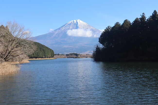 富士山を見に田貫湖へ。