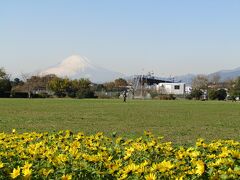 「川とのふれあい公園」の花壇のヒマワリが満開になりました