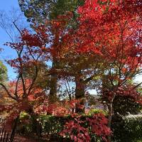 全国旅行支援、今度は京都府で（光明寺、長岡天満宮、鈴虫寺、地蔵院）そして和束荘に泊まる