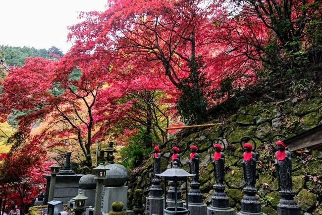 2022年11月22日(火)、紅葉の名所として有名な「大山寺」に行って来ました。<br />登山のルートは、「ヤビツ峠～大山～大山寺」です。<br />「大山寺」の紅葉は、神奈川県の紅葉スポットの「人気ランキング１位」で、「全国でも5位」という情報がネットにありました！<br />その人気のとおり素晴らしい、真っ赤な紅葉を楽しむことが出来ました！<br /><br />◆アクセスは、<br />　(往路)小田急秦野駅～バス～ヤビツ峠<br />　(帰路)大山ケーブルカー「大山寺駅」～大山ケーブルバス停～小田急伊勢原駅<br />　--- でした！<br />