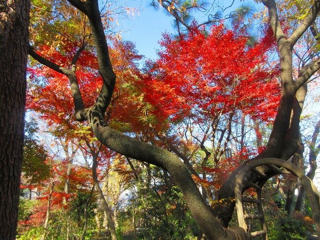 大泉学園の駅からほど近い東大泉の住宅街の片隅に、ひとりの植物学者の庭が公開されている。<br /> 「日本の植物を最もよく知る男」と呼ばれた牧野富太郎博士の自邸の庭は、植物をひたすら愛し、破天荒な学者人生を歩んだ博士が現代に残した宝物。<br /><br />◆練馬区立牧野記念庭園<br /><br />　大泉学園の駅からほど近い住宅街に、ひと際背の高い樹木が空に向かって枝を広げ、涼やかな植物の気配に包まれた一角が現れる。<br /><br />牧野博士の軌跡を辿る常設展とゆかりのある植物画など企画展示を開催する記念館。<br /><br />　その庭を誰もが自由に散策できるよう60年以上前から門を開く記念庭園。<br /><br />