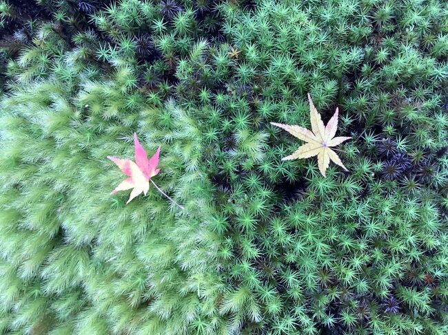 例年、紅葉の季節の嵐山はものすごい観光客で、人混みの苦手な私が避けていた場所なのですが、「嵐山祐斎亭」の写真を見て是非行ってみたいと。「嵐山祐斎亭」自体は予約制なので、そこまで混み合う事も無かろうと、11/24を紅葉真っ盛りと予想し予約を入れました。ところが当日、まさかの大雨。京都まで行く気をなくしてキャンセル、12/3に予約を取り直ました。12/３なぁ、紅葉、どうだろう・・・。<br /><br />行程: 祇王寺→二尊院→常寂光寺→御髪神社→竹林の道→天龍寺(「篩月」で精進料理のランチ)→宝厳院→嵐山祐斎亭→渡月橋