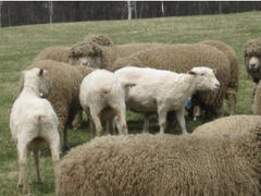 羊の毛刈りを見に行こう！GW札幌２０１０