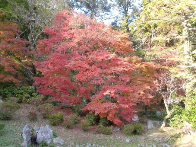 2022年12月８日、初冬の穏やかな日の暖かい午後、熊本県南関町の、南関御茶屋跡を訪れました。<br />紅葉の名所としても近隣では知られています。遅いかも知れないけど、ダメモトでと思いましたが、思いもかけず美しい紅葉を見ることができました。<br /><br />(2023/02/16)