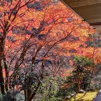 2022初冬全国旅行支援で激混み京都②高山寺、嵐山へ