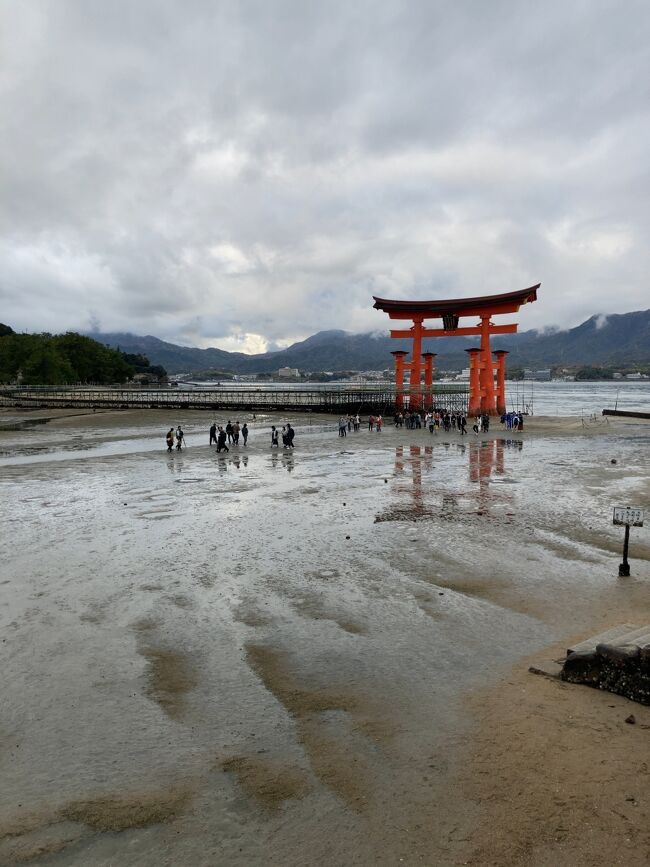 何年か前から厳島神社へと思っていて、コロナ、そして大鳥居の工事などで延び延びに。<br />もう一つずっと行ってみたかった山口県の元乃隅稲成神社<br />この二つが組み込まれたツアーがあったので両方とも行くことができました。<br />そしてなんと厳島神社の大鳥居の工事が３年何か月ぶりかに終了。白いカバーが取れたあとだったのでラッキー！<br />申し込んだのは随分前で、全国旅行支援以前。でも後割が決まりましたと連絡あり、後からお金戻ってくるようです。そして3000円券×２も頂きました。が、今回の券はその県でしか使えないそうで、今回は駆け足の旅！<br />次の日は山口県へ。一泊目のその夜しか使えず。<br />次の日も山口県でしか使えず。<br />なんだか無理やり使うってどうよ！と思いながら電卓片手に買い物。<br />それはそれで面白かったです(^^)<br />初日は岡山県倉敷、美観地区の散策からスタートで<br />午後から宮島・厳島神社へ<br />二日目は錦帯橋、別府弁天池、角島大橋、元の隅稲成神社、<br />三日目は村田蒲鉾店、萩、松陰神社、津和野から岡山へ戻りました。<br />ぐるっと周り地図を見れば随分遠くまで行ったのだと思い、びっくり！<br />またひとつ思い出が増えました。　<br />行きたかった元乃隅稲成神社は後編でご紹介しますね。<br /><br /><br />