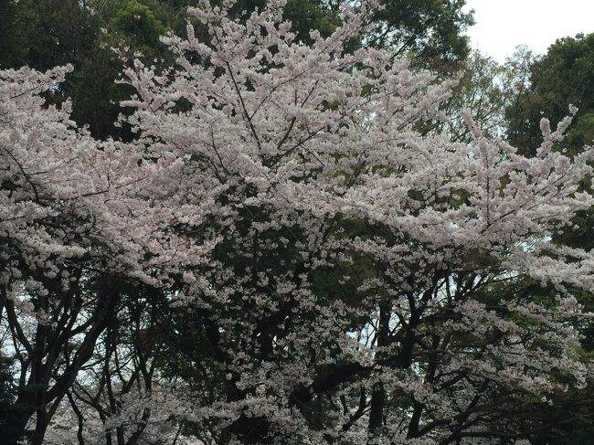 上野駅で途中下車し、上野公園で桜を見物。