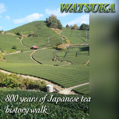 日本茶８００年の歴史散歩、和束町　2022年 11月