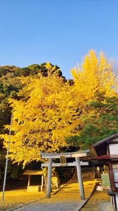 2022年紅葉巡り･八幡高良神社の大銀杏