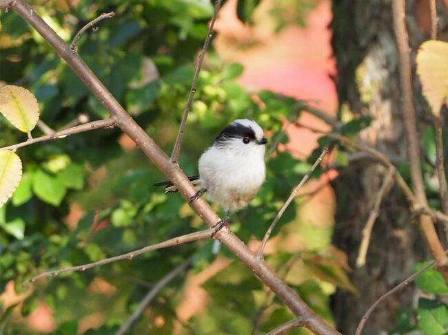 11月は出かけたついでも含めて、あちらこちらで野鳥を観察することができました。<br />特に珍しい鳥は見つけられませんでしたが、可愛らしい小鳥たちの姿をたくさん見ることができて嬉しい1ヶ月でした♪<br /><br />場所は埼玉、東京、千葉とばらばらですが、旅行記の場所は、便宜上、最初に訪れた北本で作成しています。<br /><br />野鳥の写真ばかりですが、よろしければご覧ください～！