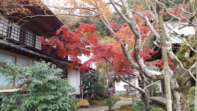 晩秋の鎌倉を散策してきました。<br />今年の鎌倉の紅葉は夏の台風による塩害がなかったため、<br />とてもきれいでした。<br />「鎌倉」は春夏秋冬の１年を通して情景は変わりますが、<br />それでも鎌倉に来ると、気持ちが和らぎます。<br />