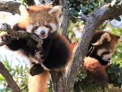 東山と西山レッサーパンダと動物の赤ちゃん遠征再び（７）西山動物園（後）展示時間が延びたレッサーパンダ親子～かのこママとカイトくんかえでちゃん