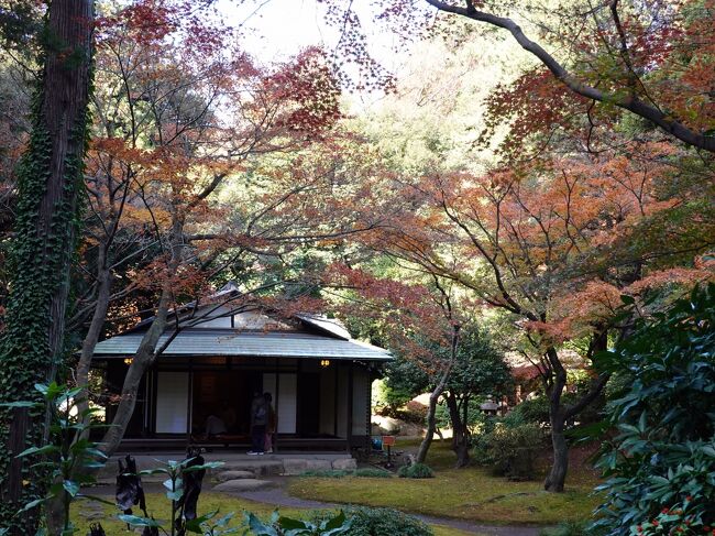 　旧古河庭園を訪ねます。　<br />旧古河庭園は戦前日本十大財閥の一つ古河家の本邸だった処。<br />北側の小高い処に石造りの洋館、斜面には洋風庭園、低地には日本庭園を配した大正初期庭園の原型を留める名園です。<br />平成１８年には国の名勝に指定されました。<br />　秋になると洋風庭園の薔薇、日本庭園の紅葉と彩を添え、賑わいを見せます。<br />今回は偶々洋館の公開日に遭遇、１階は客を迎える迎賓館、2階が日常生活の場となっていますが、残念ながら撮影禁止でした。<br />　それでは庭園拝観に向います。<br /><br />    　　表紙は茶室を控えた茶庭。