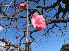2022早春、名古屋市農業センターのちらほら咲いた枝垂れ梅(3/3)：ツバキ、熨斗蘭、茶