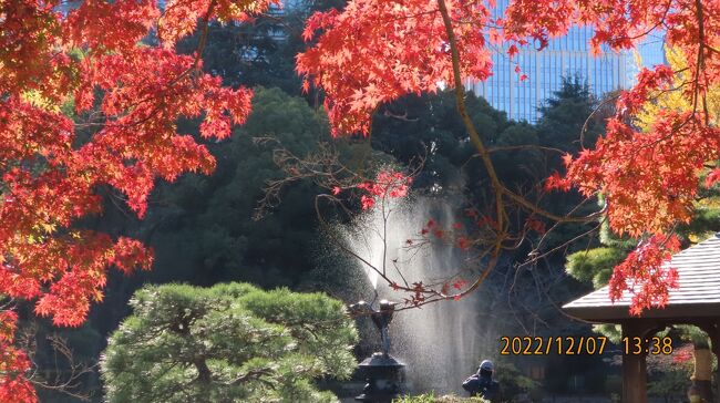 12月7日、午後0時過ぎに東京駅で所用があり、その序に東京駅から丸の内仲通り三丁目を歩いて日比谷公園に行きました。<br />目的は日比谷公園の雲形の池付近の紅葉と心字池付近の紅葉を見るためです。　前回訪問した時(11月12日)よりも紅葉が進んでいて素晴らしかったですが、銀杏の黄葉は終わっていました。<br />松本楼より雲形の池へ行きました所、予想通りに紅葉は見頃になっていました。<br /><br /><br /><br />*写真は雲形の池の紅葉