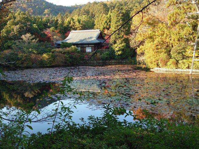 金閣寺から龍安寺を経て仁和寺へ、「きぬかけの路」は三つの世界遺産を巡る全長およそ2.5キロの観光道路。<br />宇多天皇が真夏に雪見をするために衣笠山(別名きぬかけ山)に絹を掛けたと伝えられる故事にちなんで、路の名は平成3年に命名されたそうだ。<br /><br />11月26日、一旦当日のお宿に荷物を置かせていただき、バスで金閣寺まで行った。予想はしていたが観光客で大賑わい。<br />金閣寺から「きぬかけの路」の散策をしながら龍安寺へとも思っていたが、晩秋の折すぐにも日暮れになりそうで、タクシーをつかまえて龍安寺へと急いで向かった。<br /><br />(表紙写真は龍安寺、鏡容池にて撮影)