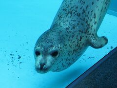 アザラシがかわいかった【男鹿水族館GAO　2020/08/27】