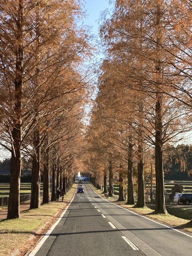 全国旅行支援を使用して　初めての福井県へ<br /><br />車で2時間半ほどで敦賀市で有名な海鮮丼をいただき<br />その後永平寺へ<br />小雨の中、拝観して宿へ<br />グランディア芳泉<br />次の日は朝から快晴の東尋坊へ<br />福井市内でおそばを食べた後<br />滋賀県のメタセコイヤ並木へ<br />いっぱい写真を撮って帰路につきました<br />