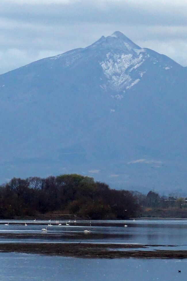 男鹿半島で蟹を堪能して秋田のお酒も楽しんで、いい気分でバスに乗り込みます。ここからはまず八郎潟の中を縦断しますが、小学生の社会科で学んだ八郎潟の干拓地の中を走るのは不思議な気分でした。昨年の12月には羽田から函館に向かい飛行機から雪に埋もれた八郎潟を眺めましたが、1カ月ほど早いのでまだ晩秋といった雰囲気でした。ただ、たくさんのカモなどの渡り鳥が冬が近いことを教えてくれます。八郎潟を越えると五能線に沿って海岸線を北上します。本来のツアーでは五能線にも乗るはずでしたが、8月の大雨の影響で一分不通になったままで、乗ることが出来なくなっていました。そのお陰で列車の時間の縛りが無くなって、「なまはげ館」を見学することが出来たのかもしれません。途中「あきた白神駅」の前にある「八森いさりび温泉」で休憩がありました。ここは以前にテレビの番組で観て着てみたいと思っていた場所でした。残念ながら温泉に浸かる時間はありませんでしたが。この日最後の観光は「千畳敷海岸」でした。夕暮れの海岸を散策すると大町桂月の碑を見つけました。大正時代の旅行かですが、この数カ月の旅で偶然にも彼の足跡を訪ねていました。青森の仏が浦も前の週に行った北海道の層雲峡も彼が名付けた地名でした。バスは津軽平野に入り、岩木山が右手に見えてきました。下北半島と津軽半島の旅でも見た懐かしい山の姿です。「遠野物語」を書き残した柳田国男についても先日の遠野の旅で学びましたが、岩木山の安寿姫と山椒大夫について書かれていたことを思い出しました。日も暮れかかった頃に津軽平野のど真ん中の様な稲垣温泉の一軒宿の「ホテル花月亭」に到着しました。近くに酒屋が見えたのでチェックインした後に覗いてみました。缶チューハイとビールを買いに出たのですが、搾りたての七郎兵衛という日本酒も買い求めました。店の若奥さんと少し話をしたのですが、「この景色も明日までで明後日から雪になり、春までこの辺りは雪に覆われるんですよ。」という言葉が心に残りました。翌日の晩には東京へ戻りましたが、天気予報で東北と北海道が雪に覆われたと知りました。ホテルの夕食は会席料理でしたが、地産の料理が並びとても美味しかったです。そして温泉にもゆっくり浸かり、早めに寝たせいか翌朝も早くに目が覚めてしまいました。まずは温泉に入って、表に散歩に出てみました。岩木山を眺めていると遠くから白鳥の鳴き声が聞こえます。それもものすごい数です。その声に誘われるままに歩くと一本タモと呼ばれる巨木があり、堤を越えると声はさらに大きくなります。田んぼの畦道を歩きますが岩木川には近づけません。さらに歩くと岩木川河川公園に入り、その先の藪の中に入るとようやく川辺が現れ、優雅に泳ぐ100羽近い白鳥を見ることが出来ました。<br />岩木川を泳ぐ白鳥の先には岩木山がきれいに見えました。この景色の美しさは忘れられませんが、時間も無くなってきてホテルに戻りました。まだ時間があったのでもう一度風呂に入って汗を流し、美味しい朝ご飯を食べてからホテルを出発しました。