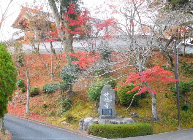 2022年12月　山陽小野田市　妙徳寺でまだ紅葉が見られました。