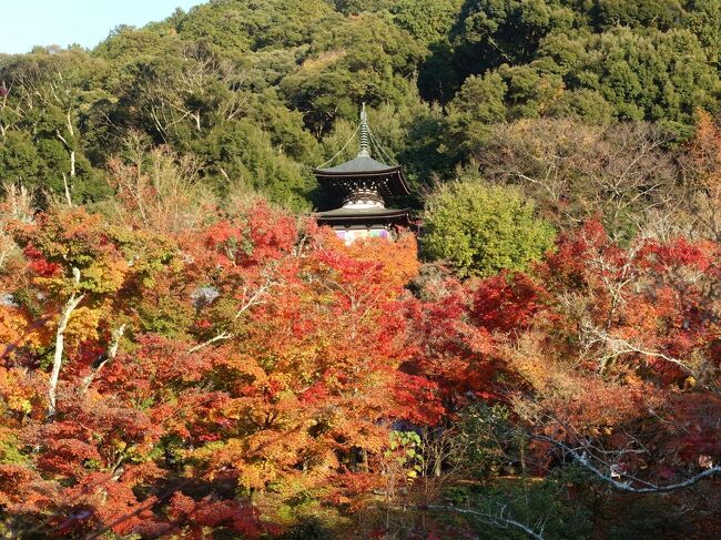 2022年晩秋の京都旅行。紅葉の真っ只中からピークを過ぎた侘び寂びの世界まで、秋の景色を堪能しました。<br /><br />その２は、京都大学から哲学の道へ。紅葉最高潮の永観堂。グッドネイチャーホテルに宿泊し、夜は大市のすっぽん鍋。<br /><br />・京都大学総合博物館で、京都大学創立125周年の展示会<br />・哲学の道へ<br />　　甘味　カンヌでクリーム抹茶小豆<br />　　哲学の道を歩く（紅葉に猫）<br />・永観堂へ<br />　　庭園からの眺め<br />　　大玄関から古方丈<br />　　御影堂<br />　　阿弥陀堂<br />　　庭園の散り紅葉<br />　　放生池からの多宝塔の眺め<br />・グッドネイチャーホテルで休息<br />・大市ですっぽん鍋<br /><br />表紙写真は、紅葉に浮かぶ永観堂の多宝塔。