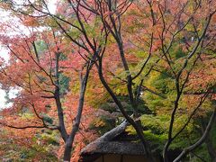 特別名勝　六義園の紅葉　2022