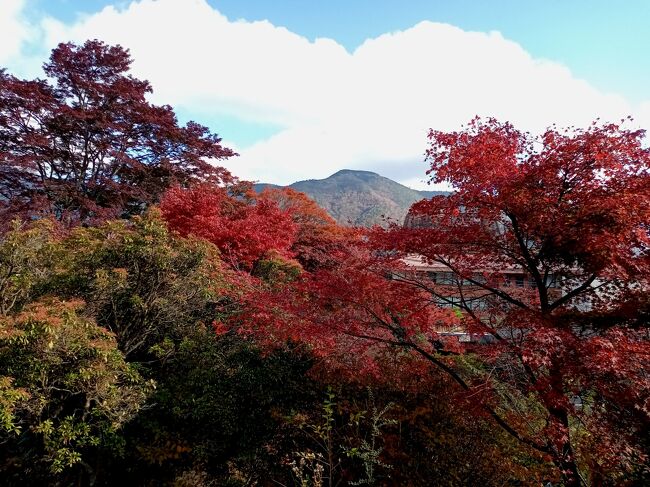 昨年あじさいの時期に箱根に行きましたが、紅葉の時期に箱根に行くのは15年以上前になると思います。絶好の晴天の予報なので、首都圏でも有数の紅葉名所の箱根へ。これまで紅葉を見ていない強羅公園、箱根随一の紅葉名所の箱根美術館の庭園は圧巻の美しさでした。また芦ノ湖では綺麗な富士山も見えて、絶好の箱根の秋を楽しみました。<br /><br />-----------------------------------------------------------------------------<br />スケジュール<br /><br /><br />★11月12日　自宅－小田急線町田駅－小田急線小田原駅－<br />                 　箱根登山鉄道箱根湯本駅－箱根登山鉄道強羅駅－（徒歩）<br />　　　　　　強羅公園－箱根美術館－箱根登山鉄道強羅駅－（バス）－<br />　　　　　　 小涌園周辺－（バス）芦ノ湖・元箱根－（徒歩）箱根神社 －<br />              　（徒歩）芦ノ湖・元箱根温泉入浴－（バス）－<br />　　　　　　箱根登山鉄道箱根湯本駅－自宅