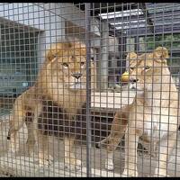 いつもの老神温泉。さざえ堂、吹割の滝に無料の動物園。