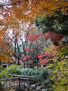 日本一遅い紅葉・・かな　ウクライナ国立バレエ