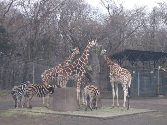 富士サファリパークに行ってきました。<br />https://www.fujisafari.co.jp/<br /><br />前編、後編で日記を書きました。<br /><br />前編は、主にサファリゾーンのお話です。